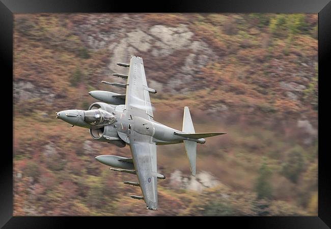 Harrier at Corris Framed Print by Rory Trappe