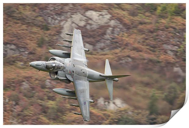 Harrier at Corris Print by Rory Trappe