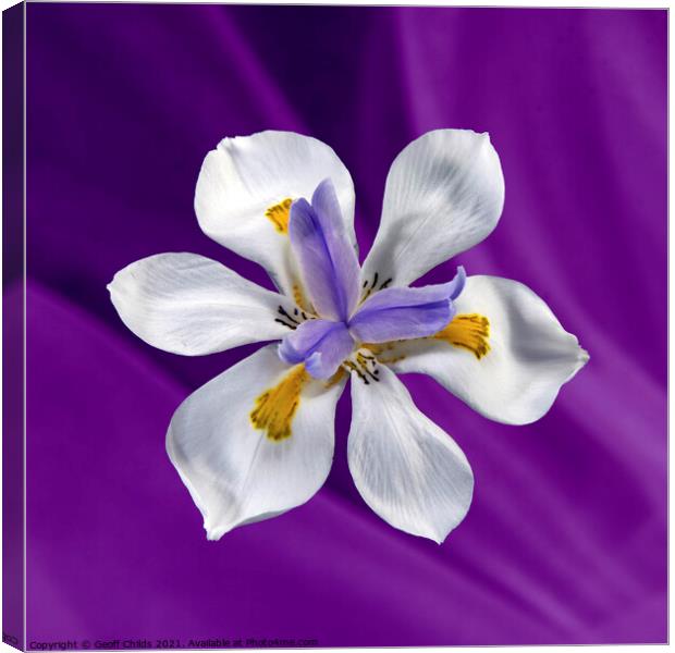  Wild Iris flower isolated on purple. Canvas Print by Geoff Childs