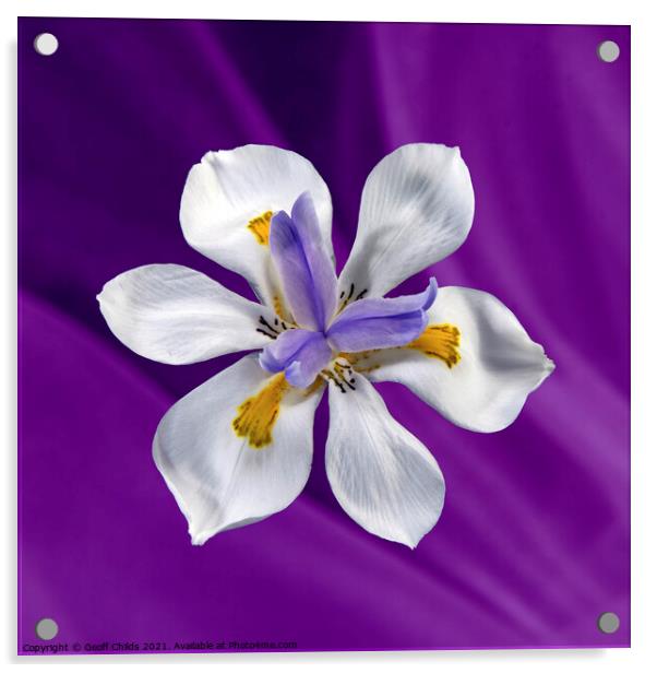  Wild Iris flower isolated on purple. Acrylic by Geoff Childs