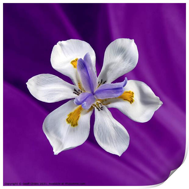  Wild Iris flower isolated on purple. Print by Geoff Childs