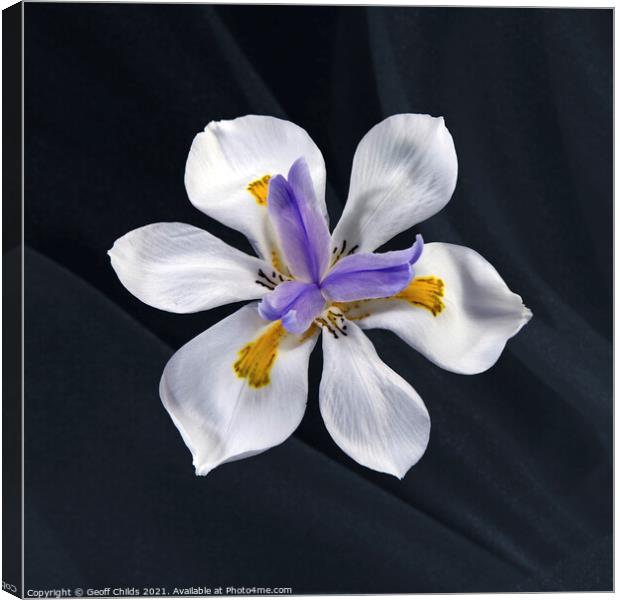 Pretty Wild Iris flower close up. Canvas Print by Geoff Childs