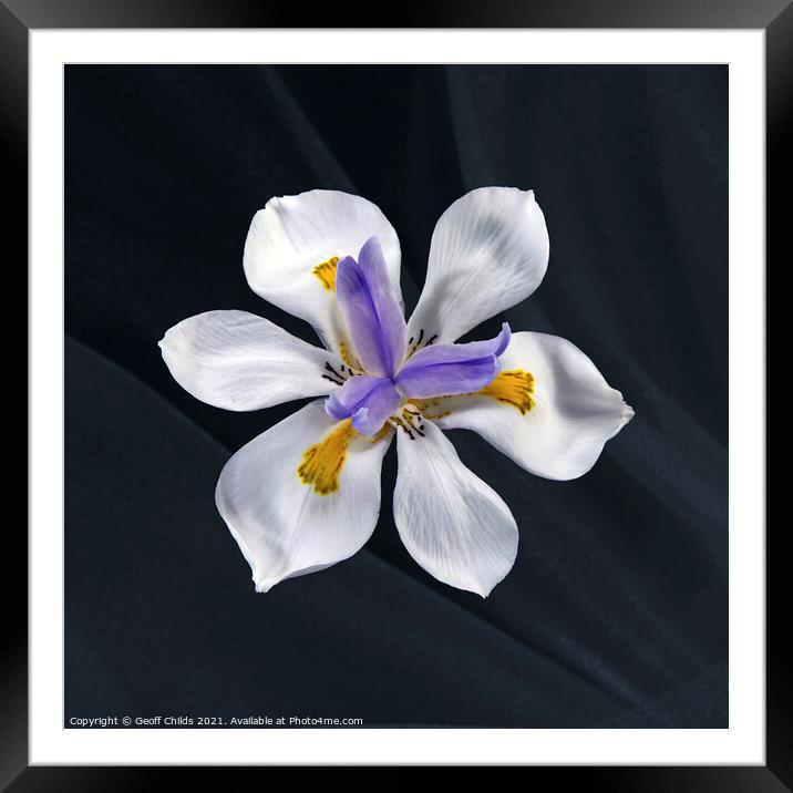 Pretty Wild Iris flower close up. Framed Mounted Print by Geoff Childs