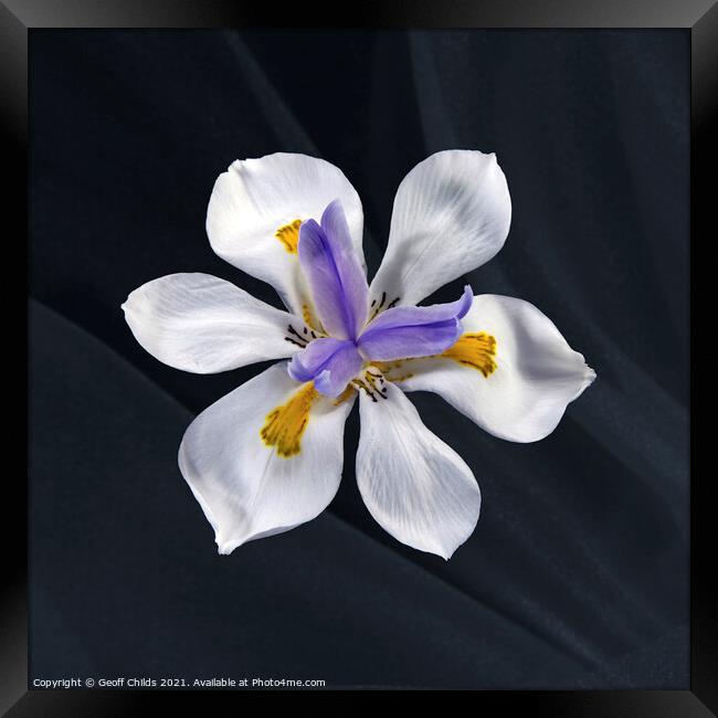 Pretty Wild Iris flower close up. Framed Print by Geoff Childs