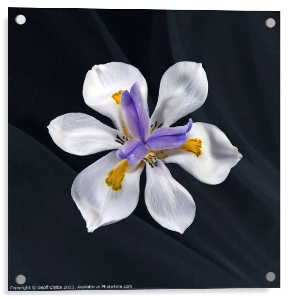 Pretty Wild Iris flower close up. Acrylic by Geoff Childs