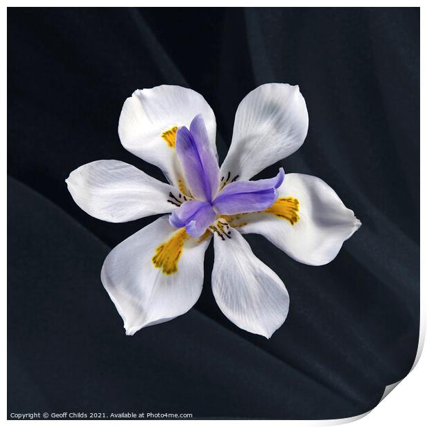 Pretty Wild Iris flower close up. Print by Geoff Childs