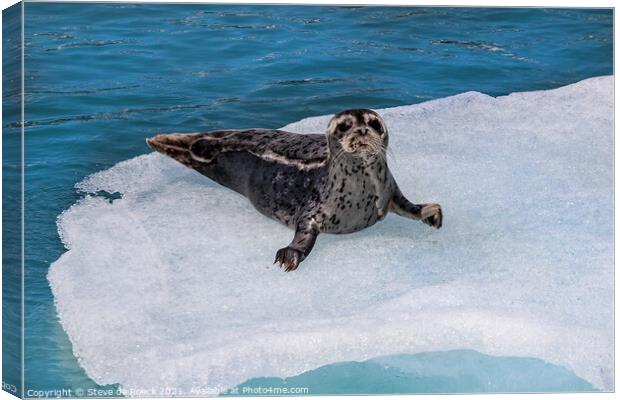 Young Harbour Seal On The Ice Canvas Print by Steve de Roeck