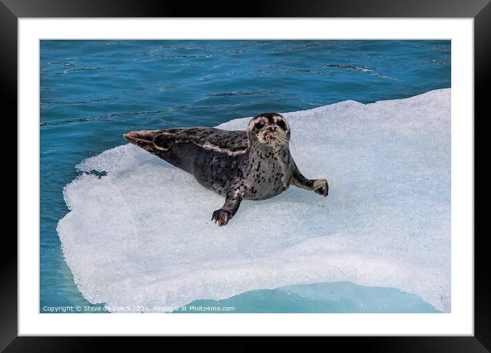 Young Harbour Seal On The Ice Framed Mounted Print by Steve de Roeck