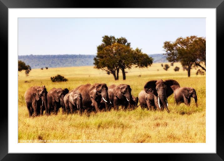 Elephant family as evening approaches Framed Mounted Print by Steve de Roeck