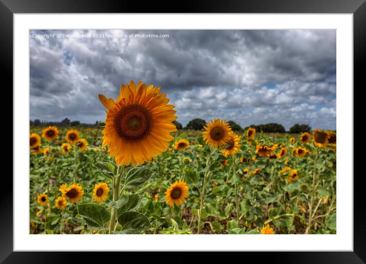 Sunflowers Framed Mounted Print by Derek Daniel