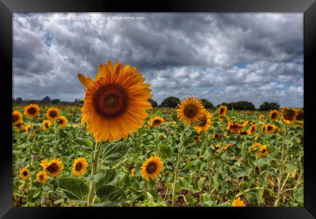 Sunflowers Framed Print by Derek Daniel