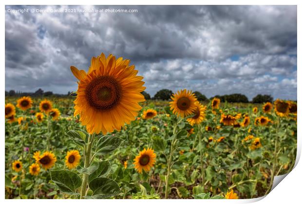 Sunflowers Print by Derek Daniel