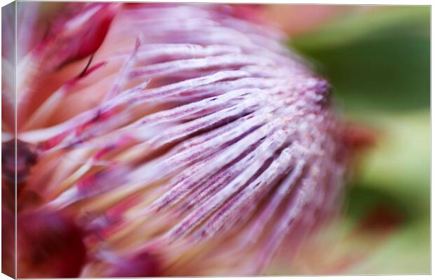 Protea Repens Flower 3 Canvas Print by Neil Overy