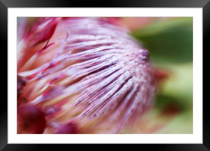 Protea Repens Flower 3 Framed Mounted Print by Neil Overy