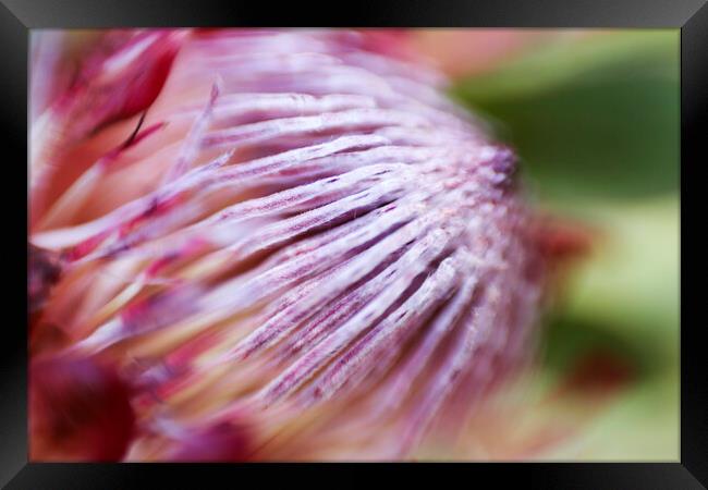 Protea Repens Flower 3 Framed Print by Neil Overy