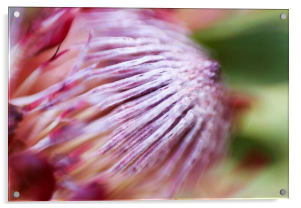 Protea Repens Flower 3 Acrylic by Neil Overy