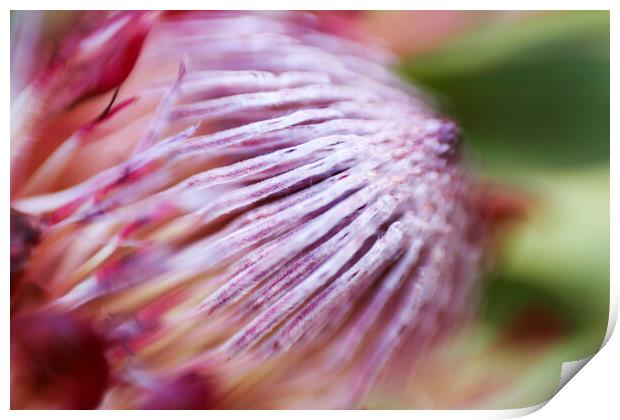 Protea Repens Flower 3 Print by Neil Overy