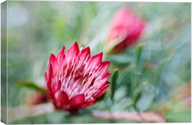 Protea Repens Flower  Canvas Print by Neil Overy
