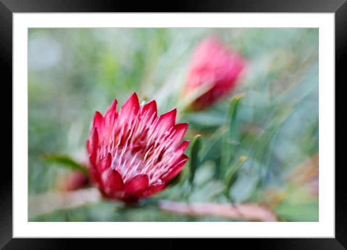 Protea Repens Flower  Framed Mounted Print by Neil Overy