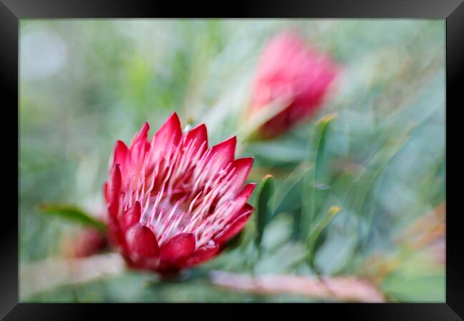 Protea Repens Flower  Framed Print by Neil Overy