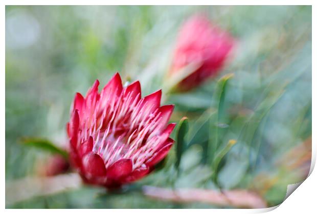 Protea Repens Flower  Print by Neil Overy