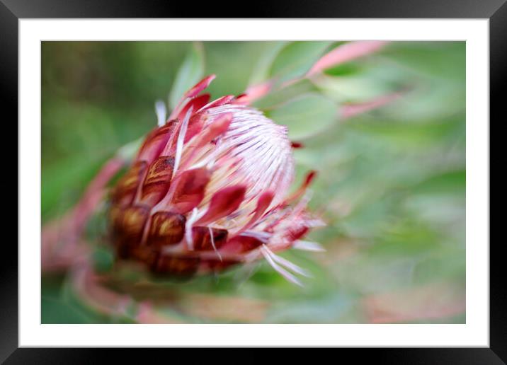 Protea Repens Flower 2 Framed Mounted Print by Neil Overy