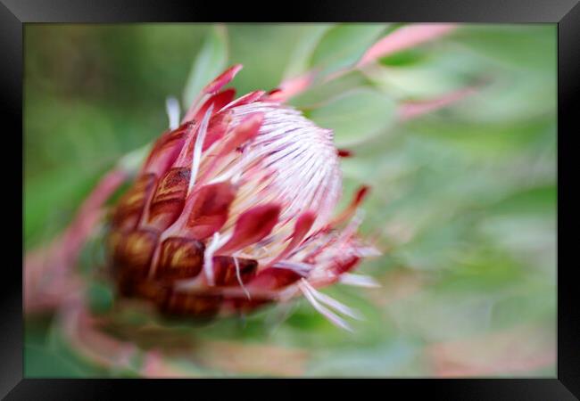 Protea Repens Flower 2 Framed Print by Neil Overy