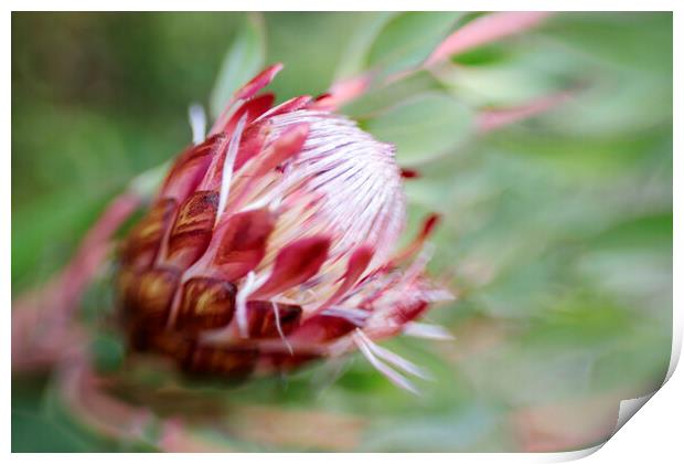 Protea Repens Flower 2 Print by Neil Overy