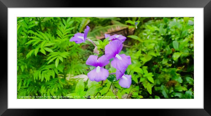 Otacanthus caeruleus (Blue Hawaii, Brazillian Snapdragon, Amazon Blue) ; A plentiful & brightly purple flowers, blooming on long bouquet at tip. eye-catching. will attract butterflies & hummingbirds. Framed Mounted Print by Anish Punchayil Sukumaran