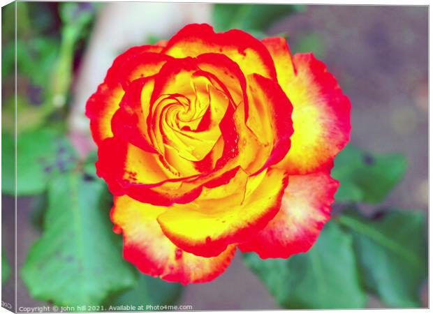  red and yellow Rose head in close up. Canvas Print by john hill