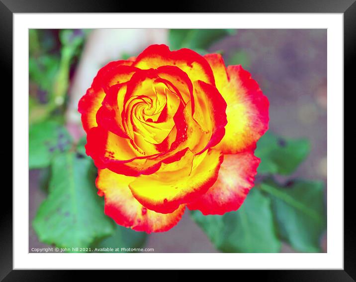  red and yellow Rose head in close up. Framed Mounted Print by john hill