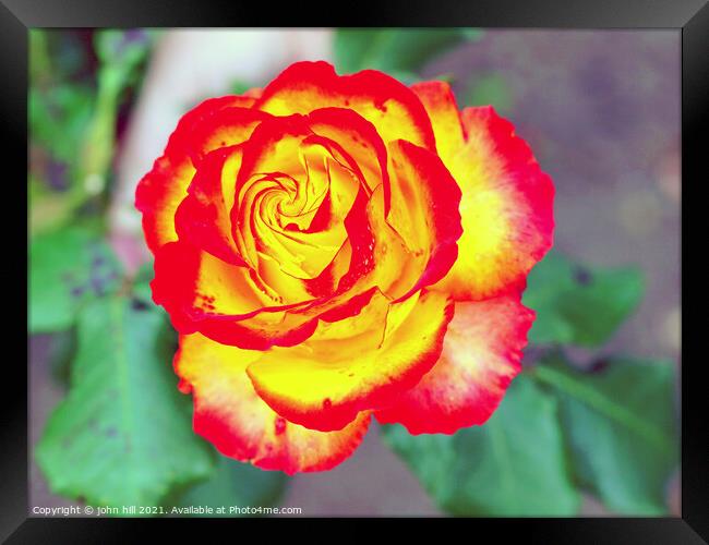  red and yellow Rose head in close up. Framed Print by john hill