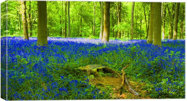 Bluebells HDR Canvas Print by David French