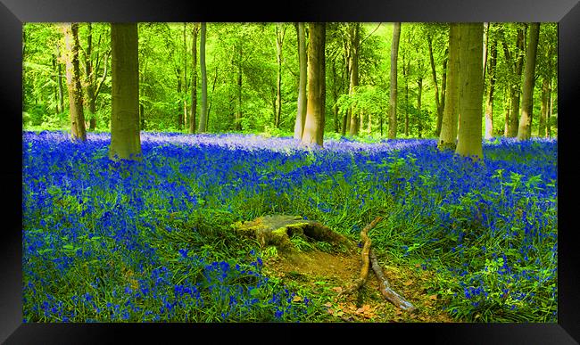 Bluebells HDR Framed Print by David French
