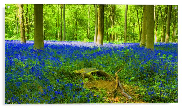 Bluebells HDR Acrylic by David French