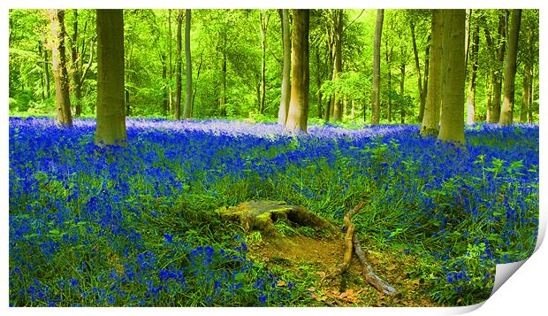 Bluebells HDR Print by David French