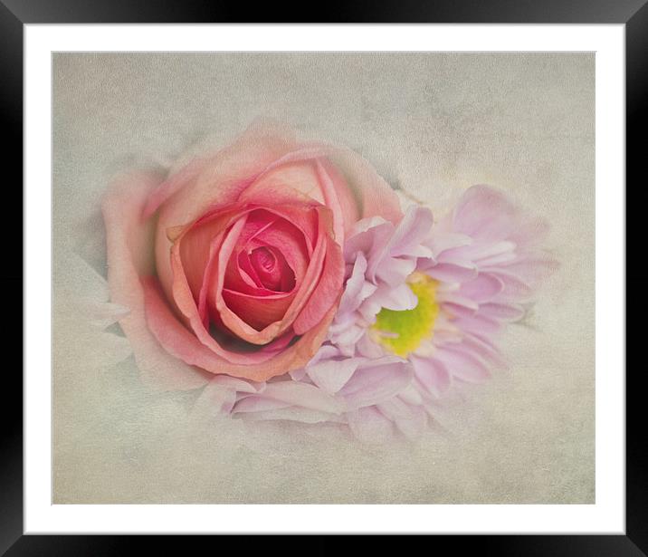 Rose and Crysanth Framed Mounted Print by Karen Martin