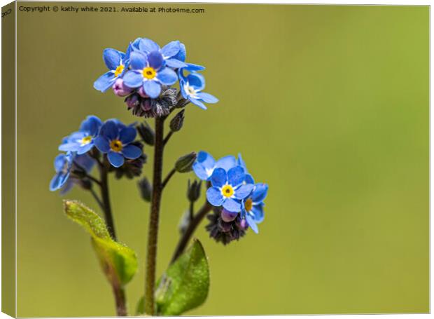 Forget-me-Nots, blue flowers Canvas Print by kathy white
