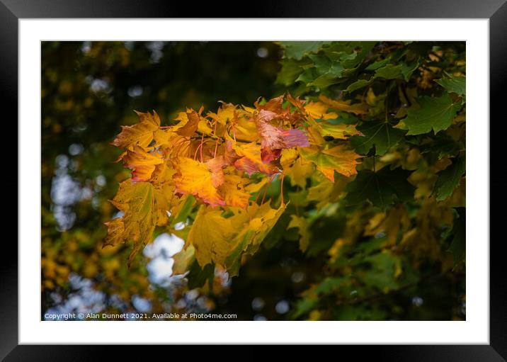 Autumn is coming Framed Mounted Print by Alan Dunnett