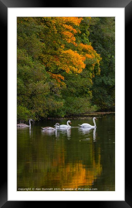 Swan family's autumn swim Framed Mounted Print by Alan Dunnett