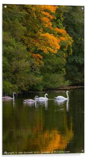 Swan family's autumn swim Acrylic by Alan Dunnett