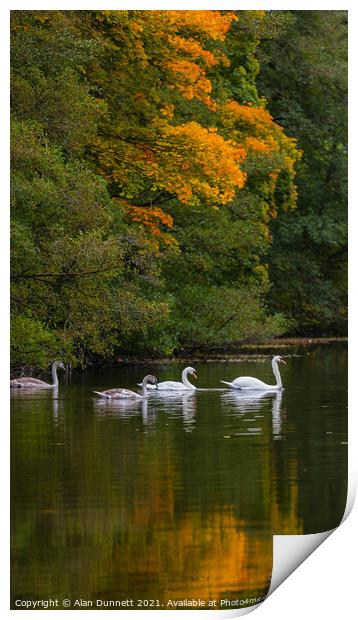 Swan family's autumn swim Print by Alan Dunnett