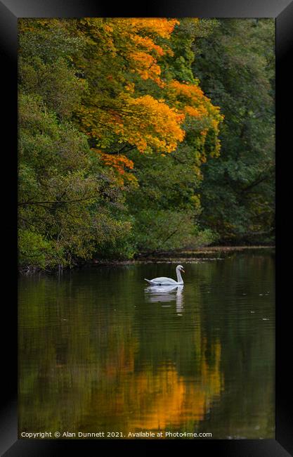 Autumn Swan  Framed Print by Alan Dunnett