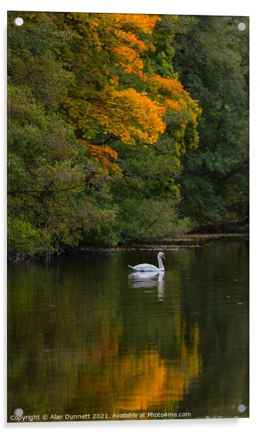 Autumn Swan  Acrylic by Alan Dunnett