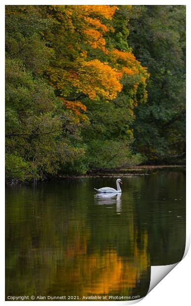 Autumn Swan  Print by Alan Dunnett