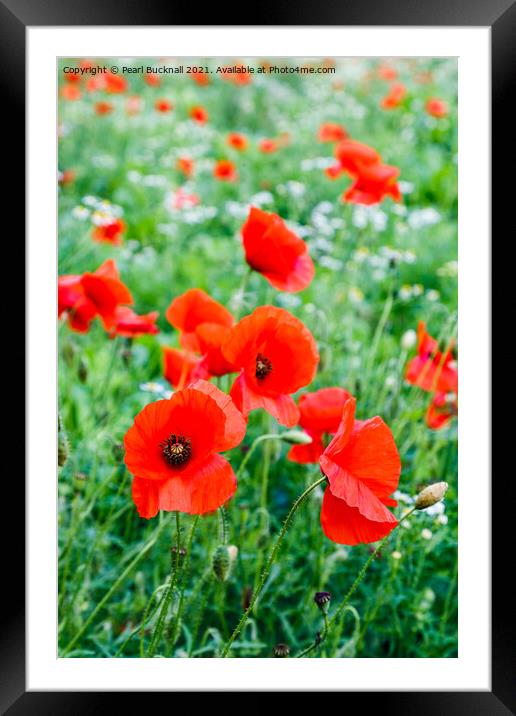 Poppy Field of Red Poppies Framed Mounted Print by Pearl Bucknall
