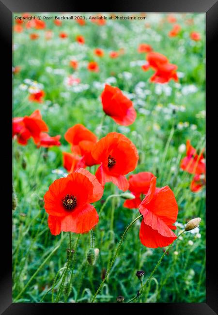 Poppy Field of Red Poppies Framed Print by Pearl Bucknall