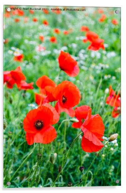 Poppy Field of Red Poppies Acrylic by Pearl Bucknall