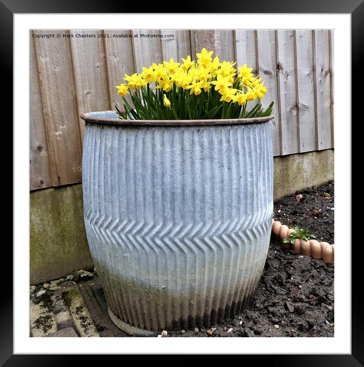Spring Daffodils in an old dolly tub Framed Mounted Print by Mark Chesters