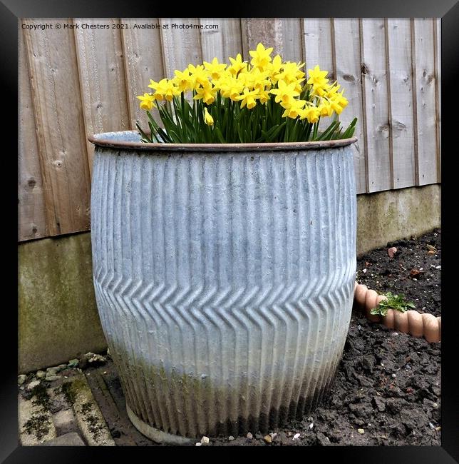 Spring Daffodils in an old dolly tub Framed Print by Mark Chesters